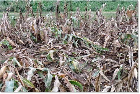 Heavy Rain And Gales Damage Crops In Andhra Pradesh India — Earth