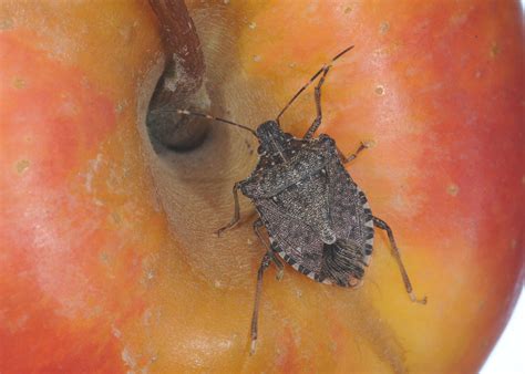 Report Sightings Of Brown Marmorated Stink Bugs Mississippi State University Extension Service