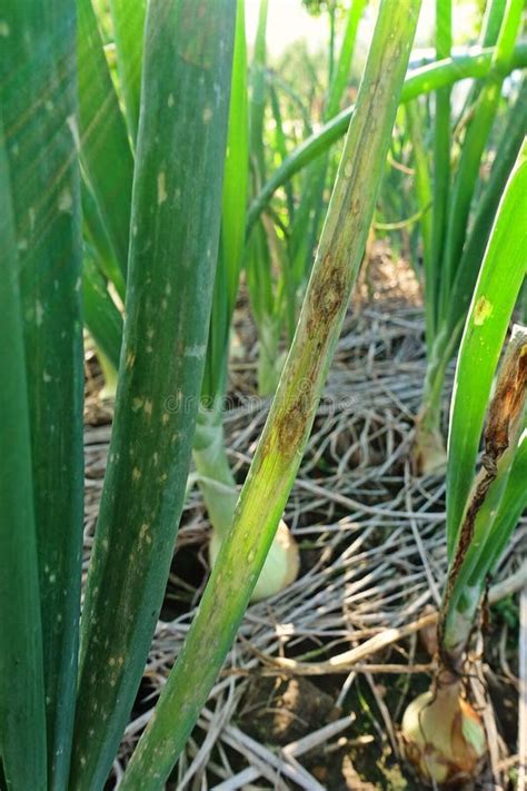 Purple Blotch Disease On Onion Stock Photo Image Of Farm Purple