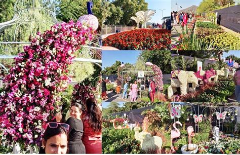 flower show  attracting  fatehsagar pal