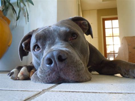 Blue Nose Pitbull: What Makes Them Stand Out?