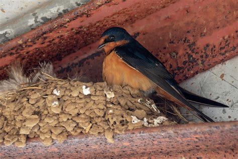 A Barn Swallow at the Nest Photograph by Bruce Frye - Pixels