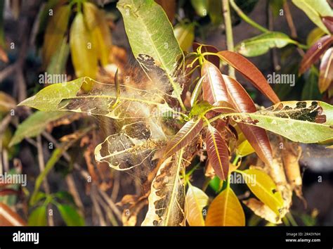 Mango Leaves Damage Caused By The Larvae Of Orthaga Euadrusalis South