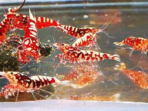 X Galaxy Red Caridina Amazing Shrimp Mix Grade Size Approx Cm Ebay