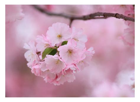 Fondos de pantalla rosado flor de cerezo primavera rama pétalo