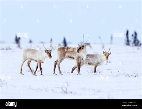 Caribou Herd Stock Photo - Alamy