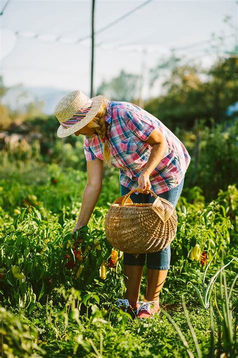 "Mature Woman Working In The Farm" by Stocksy Contributor "Aleksandar ...