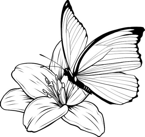 premium vector outline drawing  butterfly vector illustration