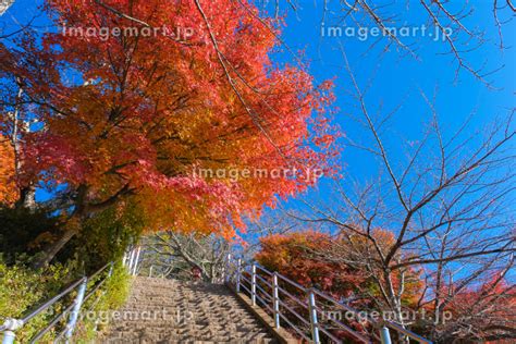 山梨県富士吉田市 紅葉の新倉富士浅間神社、さくや姫階段の写真素材 210185654 イメージマート