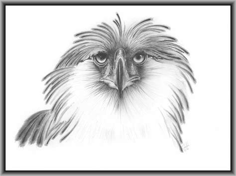 Philippine Eagle Portrait Eagle, Birds, Art , Pencil, Wildlife Drawing ...