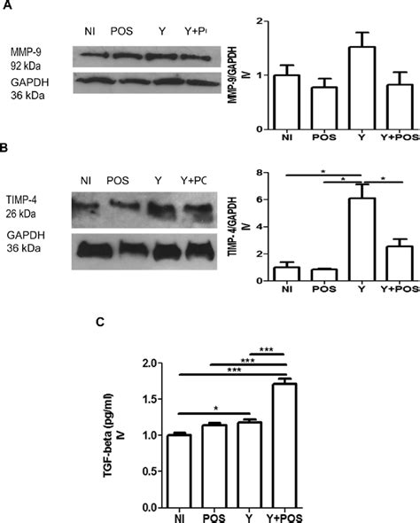 Western Blot Analysis Of MMP 9 A And TIMP 4 B Anti GAPDH 36 KDa