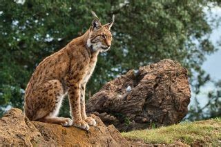 33 Interesting Facts about Iberian Lynx - World's Facts