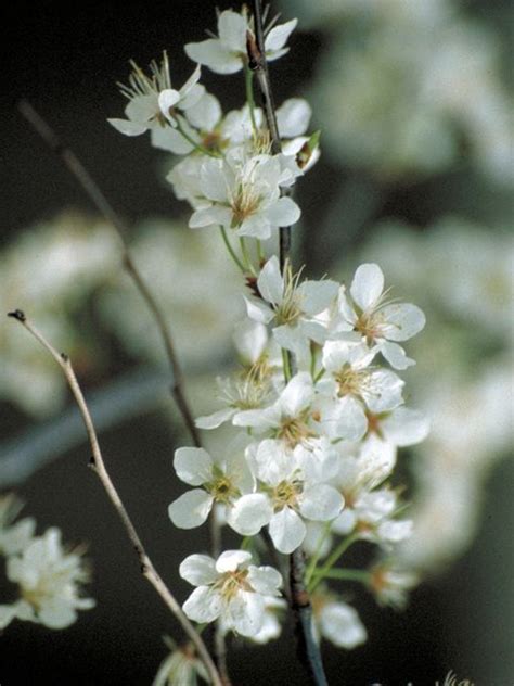 Mexican Plum Scientific Name Prunus Mexicana Bigtree Or Mexican Plum