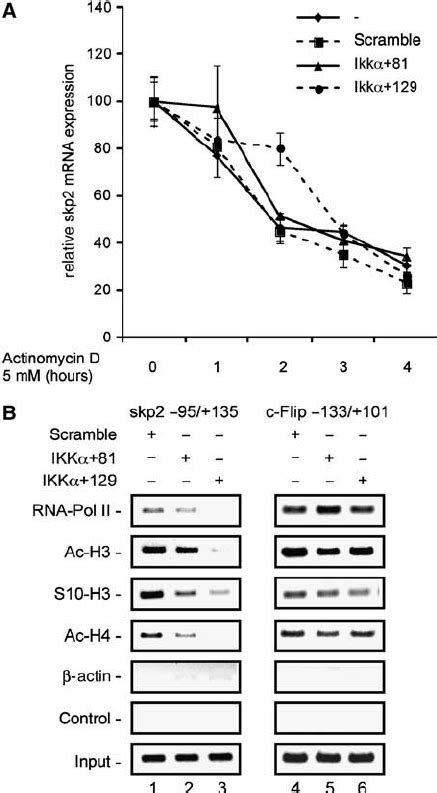 Transcriptional Regulation Of Skp2 By Ikk A A Determination Of