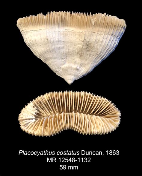 Corals - Collections - The Fossil Forum