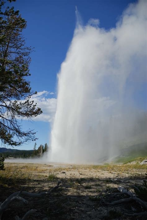 Moose Quest: Yellowstone Geyser Basin