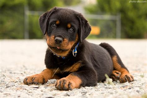 توله سگ روتوایلر Rottweiler Puppy