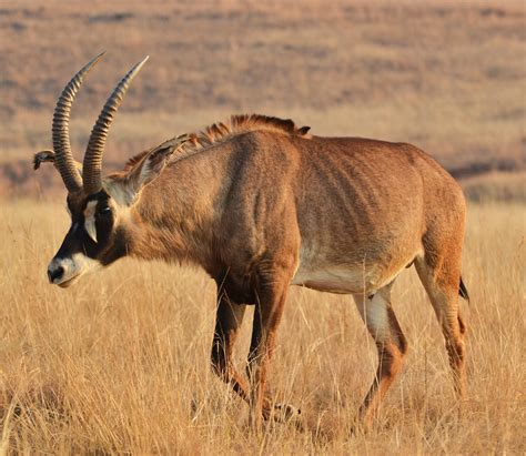 Roan Antelope Hunting: A Comprehensive Guide » Outdoors International