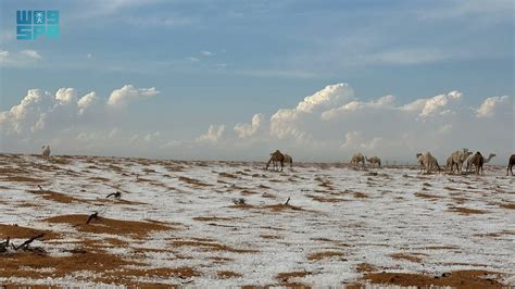 Dunas Camelos E Neve Imagens Impressionantes Mostram Deserto Na