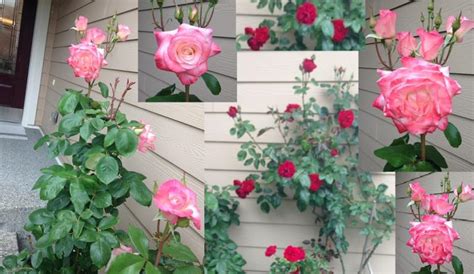 How to Grow Rose Plant from the Stem Cutting | RitiRiwaz