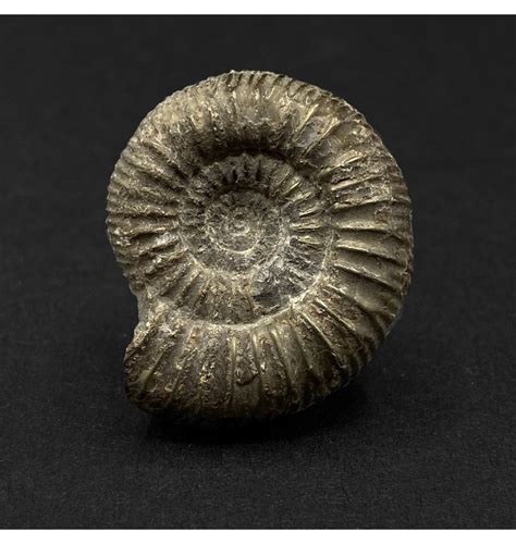 Fossils For Sale Fossils Uk Upper Lias Lower Jurassic Ammonite