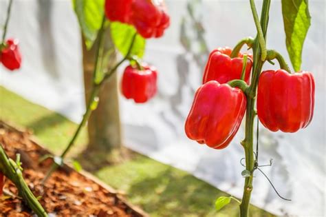 Premium Photo | Red bell pepper plant growing in organic garden