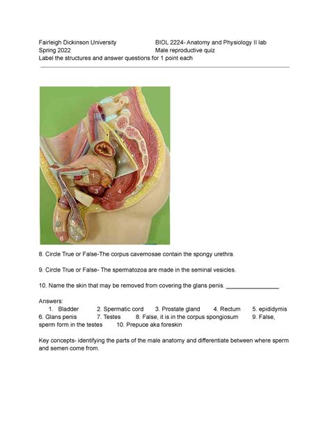 BIO Male Male Reproductive System Fairleigh Dickinson University