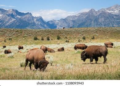 Buffalo Grazing Yellowstone Bison National Park Stock Photo 1108093943 ...