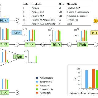 | Niacin biosynthesis. The niacin biosynthesis subsystem contains 14 ...