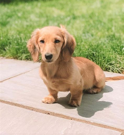 Long-Haired Miniature Dachshund: The Ultimate Purebred Icon