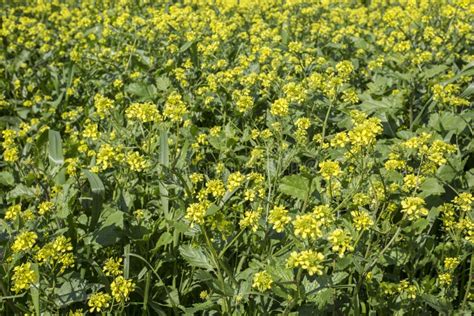 Field of Rapeseed - Plant for Green Energy Stock Photo - Image of ...