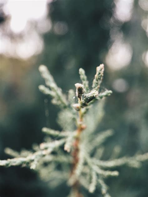 Banco de imagens árvore natureza ramo neve inverno plantar