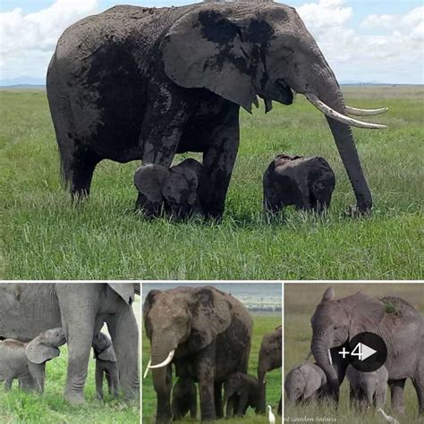 Rare Elephant Twins Thrive In Kenya S Amboseli National Park A Joyous