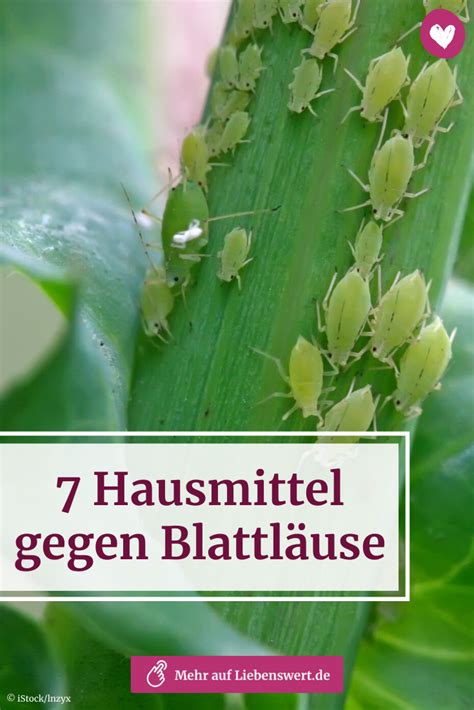 Einzigartig Blattläuse Bekämpfen Hausmittel Spülmittel