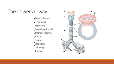 Ppt Basic Airway Powerpoint Presentation Free Download Id6401014