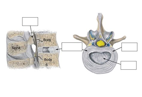 Vertebral Diagram Quizlet