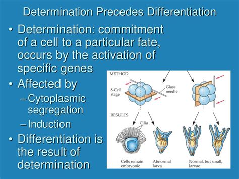 Ppt Embryology Powerpoint Presentation Free Download Id 1377937