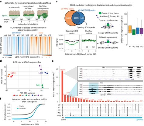 Upon Induction SOX9 Opens Chromatin At Enhancers By Evicting The