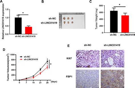 Linc Inhibits Luad Tumor Growth In Vivo A Qrt Pcr Was Used To