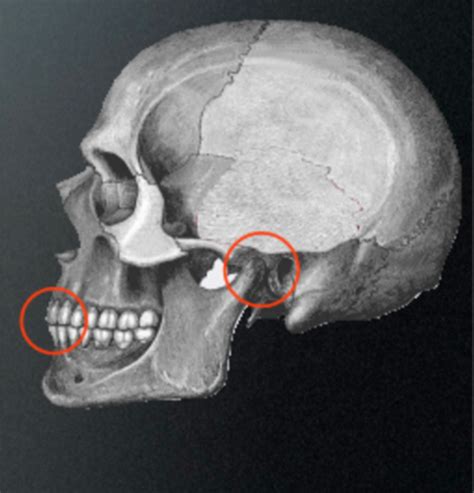 7 Determinants Of Occlusal Morphology Flashcards Quizlet