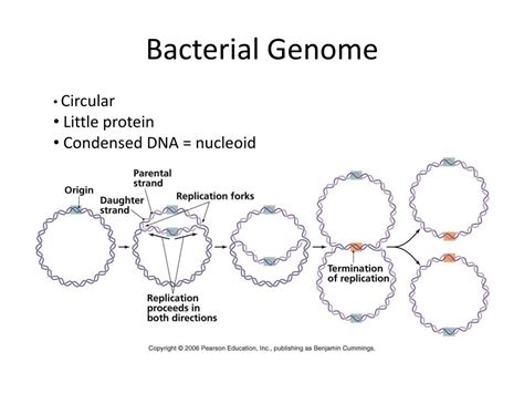 Ppt Bacterial Genetics And Transformation Powerpoint Presentation Id