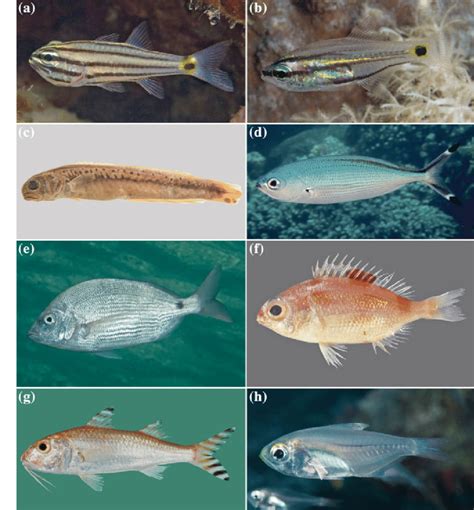 4 Examples of Red Sea endemics. a Cheilodipterus pygmaios, Ras ...