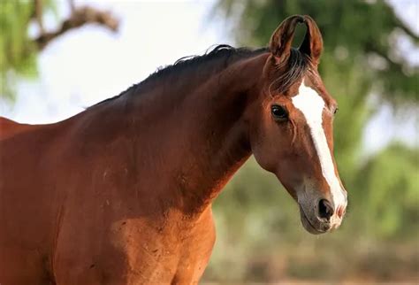 9 Indian Horse Breeds You Need to See (Facts, History & Pictures)