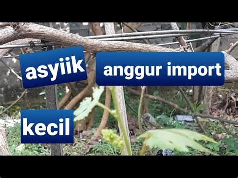 Asyiknya Grafting Anggur Import Youtube