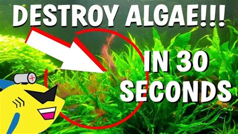 How To Keep Algae Out Of Planted Aquarium Tips And Tricks For A Clean