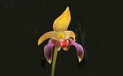 Bulbophyllum Sumatranum