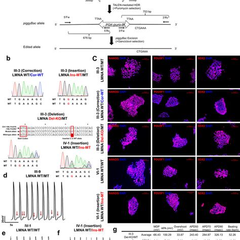 Gene Expression Profile Of Pdgfrb Inhibition In Lmna Mutant Ipsc Cms A Download Scientific