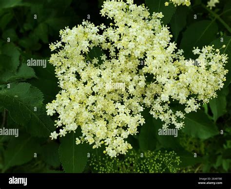 Holunderblueten Sambucus Nigra Holunder Stock Photo Alamy