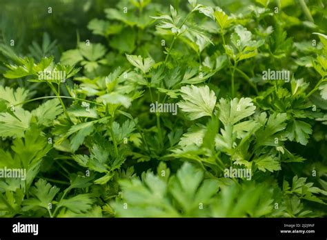 Green Leaves Of Parsley Plant Close Up Background Of Freshn Parsley