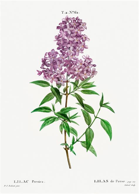 Persian lilac (lilac persica) from Traité | Free Photo Illustration ...